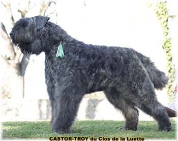 bouvier des flandres du clos de la luette - copyright déposé